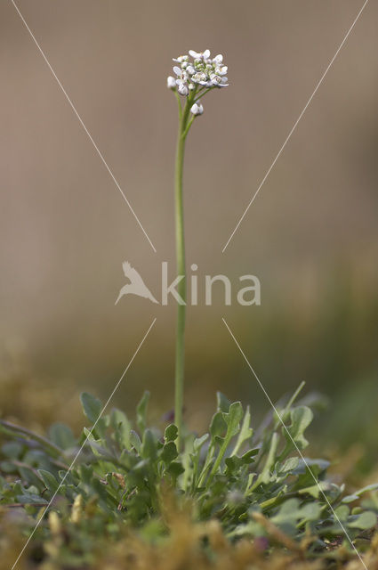 Klein tasjeskruid (Teesdalia nudicaulis)