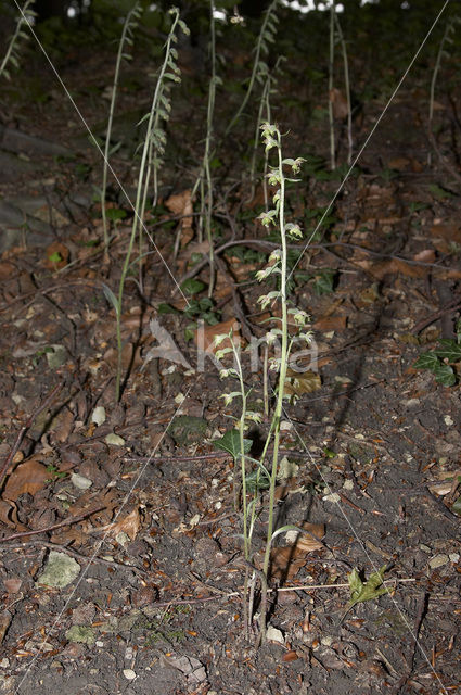 Kleinbladige wespenorchis (Epipactis microphylla)