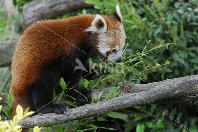 Red Panda (Ailurus fulgens)