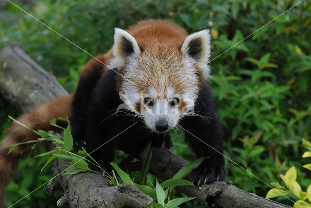 Kleine panda (Ailurus fulgens)