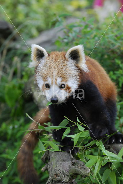 Kleine panda (Ailurus fulgens)