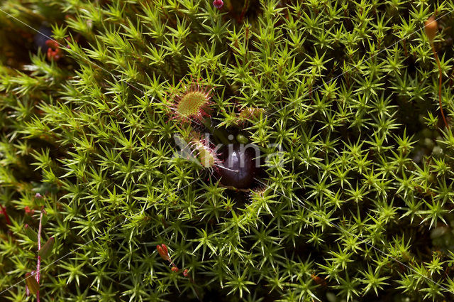 Small Cranberry (Oxycoccus palustris)