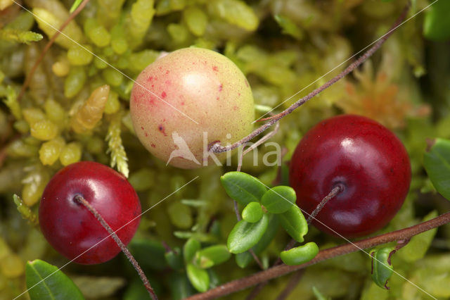 Small Cranberry (Oxycoccus palustris)
