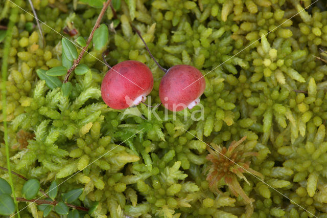 Small Cranberry (Oxycoccus palustris)