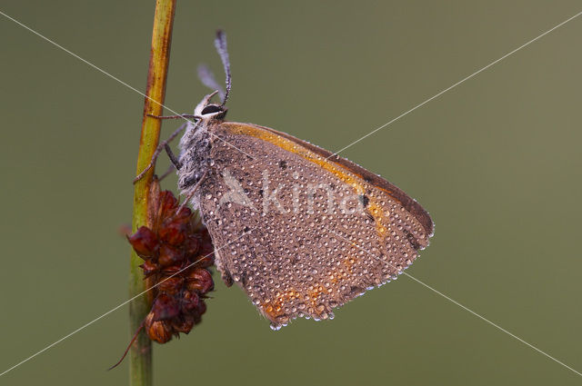 Kleine vuurvlinder (Lycaena phlaeas)