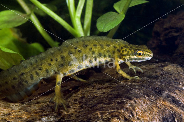 Kleine watersalamander (Triturus vulgaris)