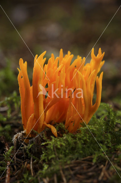 Kleverig koraalzwammetje (Calocera viscosa)