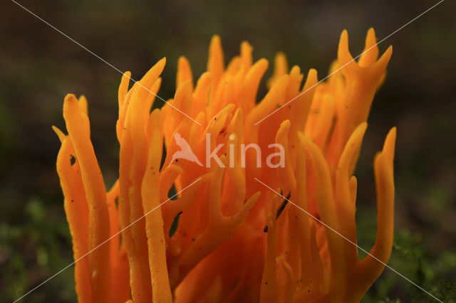 Kleverig koraalzwammetje (Calocera viscosa)