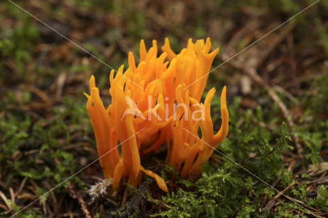 Kleverig koraalzwammetje (Calocera viscosa)