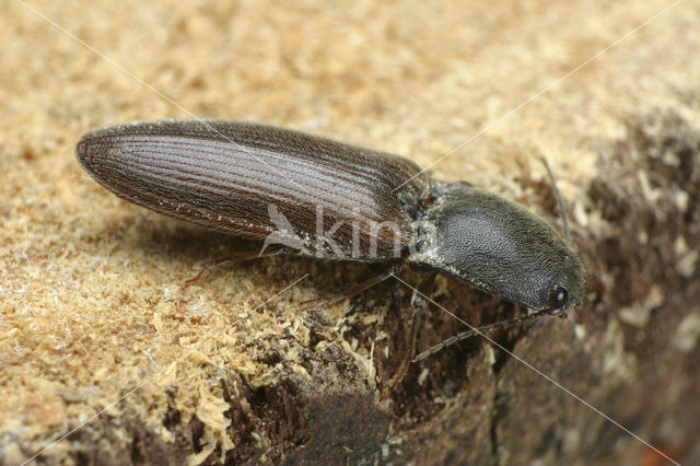 Kniptor (Athous haemorrhoidalis)