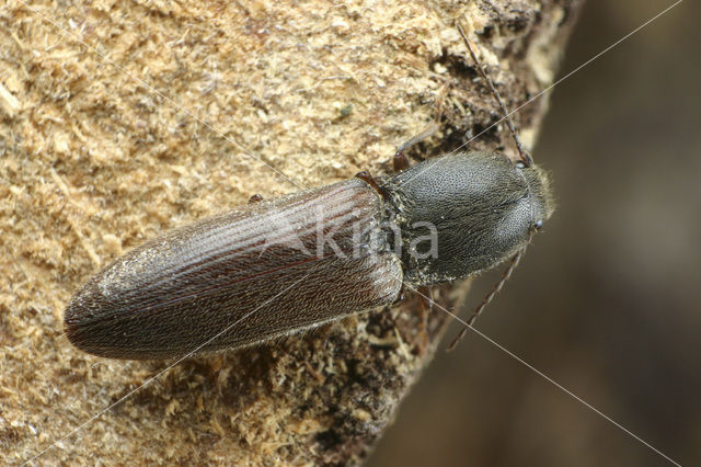 click beetle (Athous haemorrhoidalis)