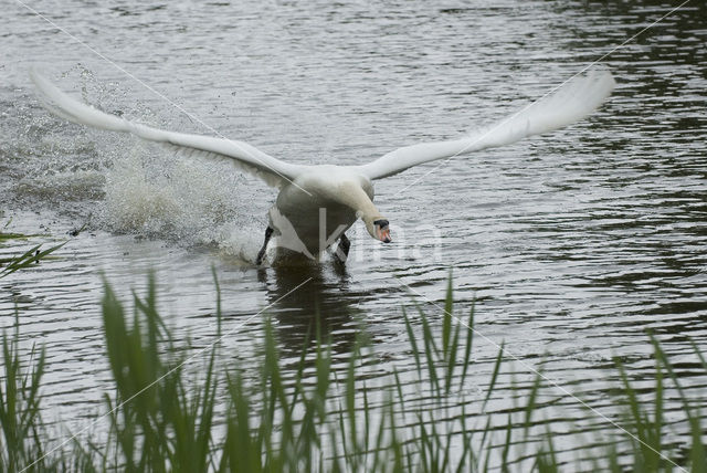 Mute Swan (Cygnus olor)