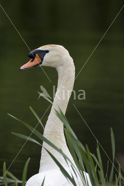 Mute Swan (Cygnus olor)