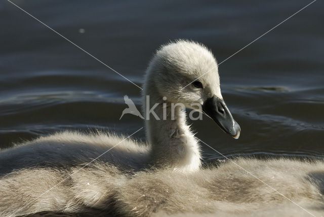 Knobbelzwaan (Cygnus olor)