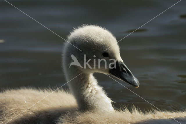 Knobbelzwaan (Cygnus olor)