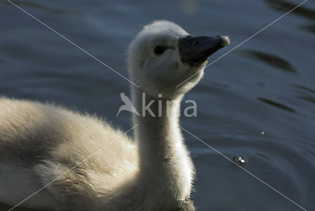 Knobbelzwaan (Cygnus olor)