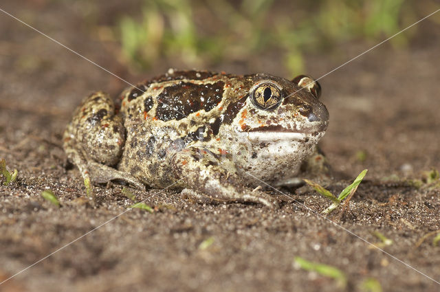 Common Spadefoot Toad (Pelobates fuscus)