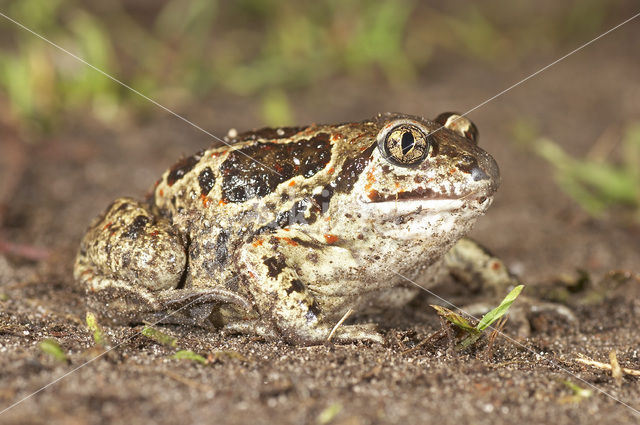 Common Spadefoot Toad (Pelobates fuscus)