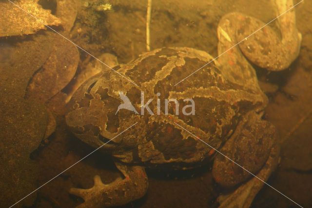 Common Spadefoot Toad (Pelobates fuscus)