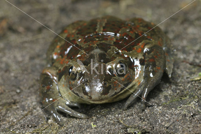 Common Spadefoot Toad (Pelobates fuscus)