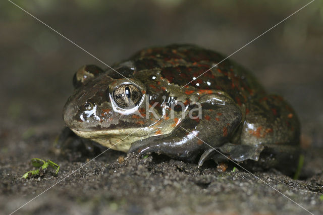 Common Spadefoot Toad (Pelobates fuscus)