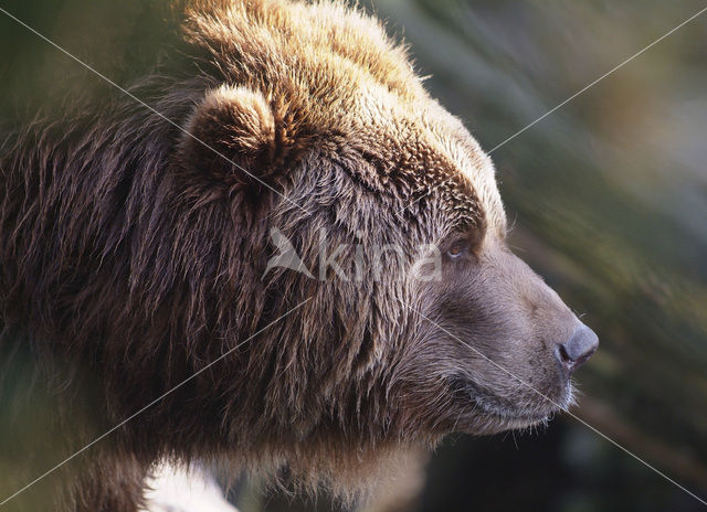 Kodiakbeer (Ursus arctos middendorffi)
