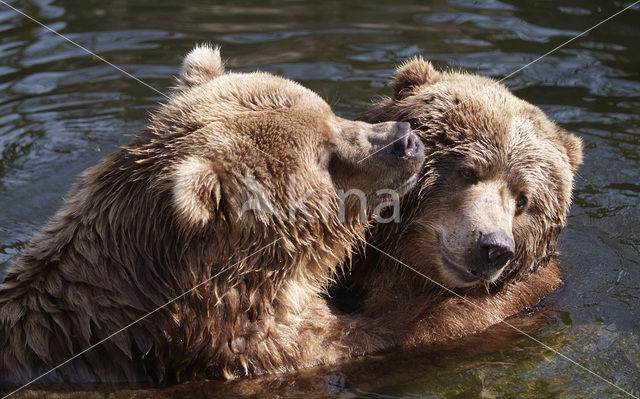 Kodiakbeer (Ursus arctos middendorffi)