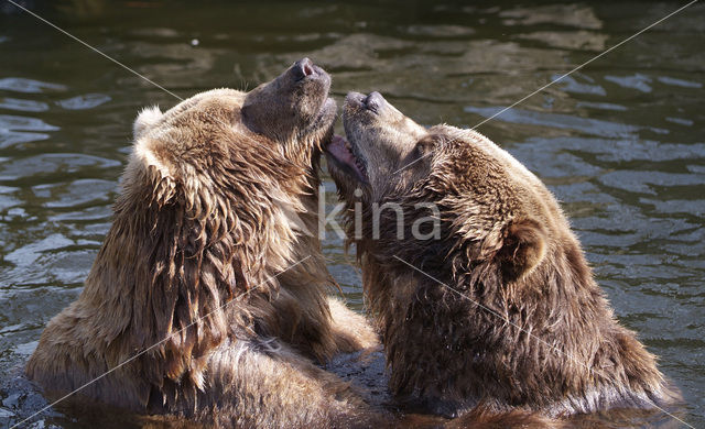 Kodiakbeer (Ursus arctos middendorffi)