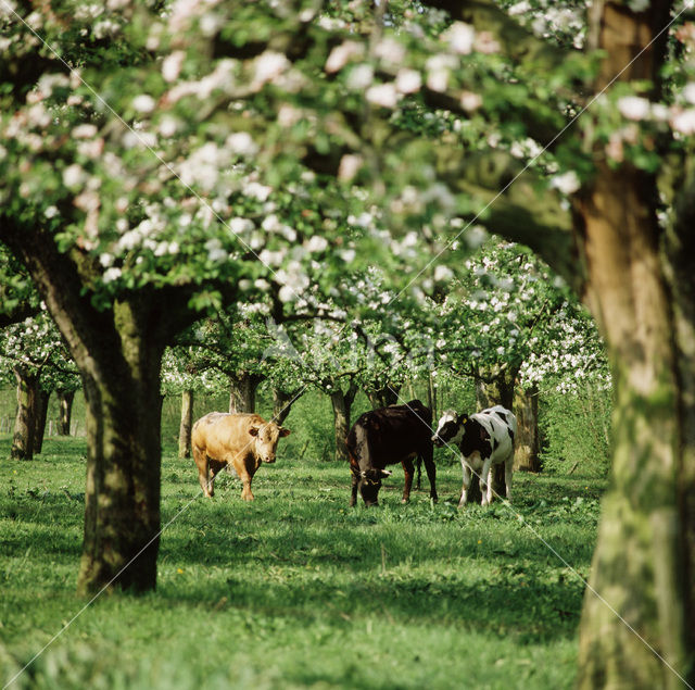 Cow (Bos domesticus)