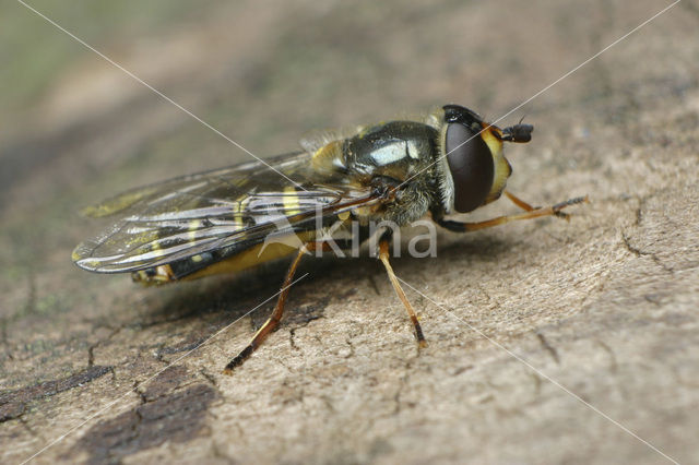 Hover fly (Eupeodes sp)
