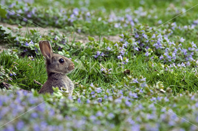 Rabbit (Oryctolagus cuniculus)