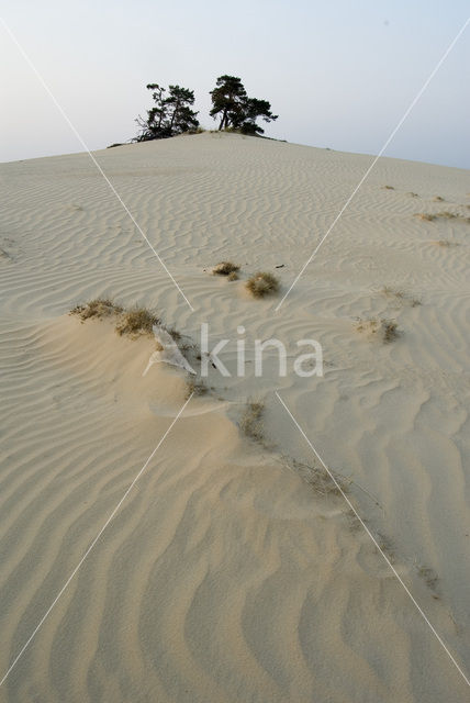 Kootwijkerzand