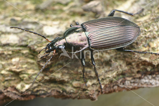 ground beetle (Poecilus cupreus)