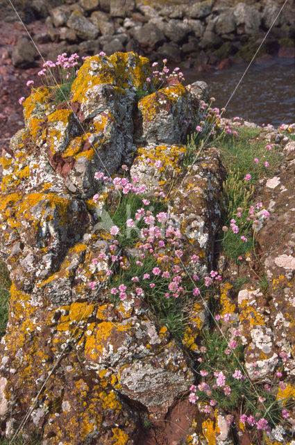 Lichen