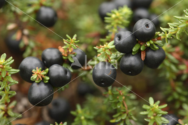 Black Crowberry (Empetrum nigrum)