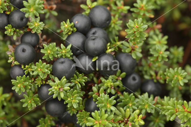 Black Crowberry (Empetrum nigrum)