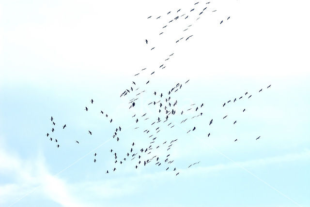 Common Crane (Grus grus)