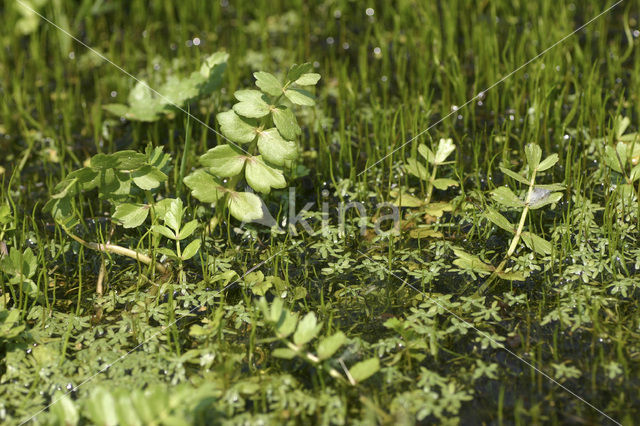 Creeping Marshwort (Apium repens)