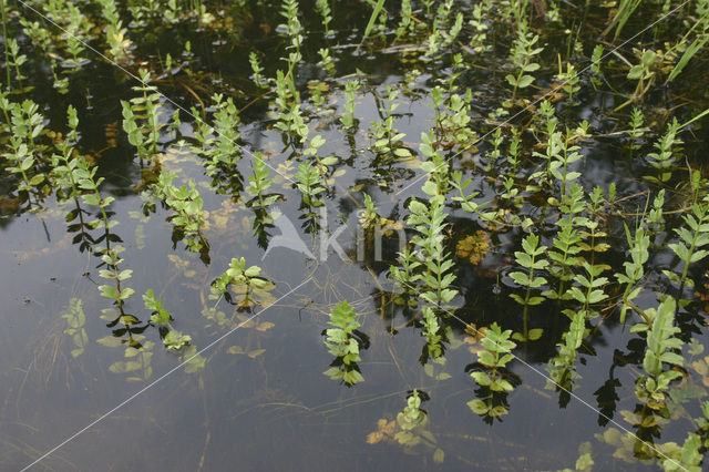 Kruipend moerasscherm (Apium repens)