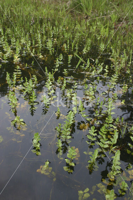 Creeping Marshwort (Apium repens)