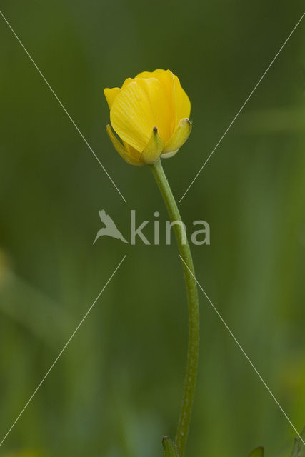 Kruipende boterbloem (Ranunculus repens)