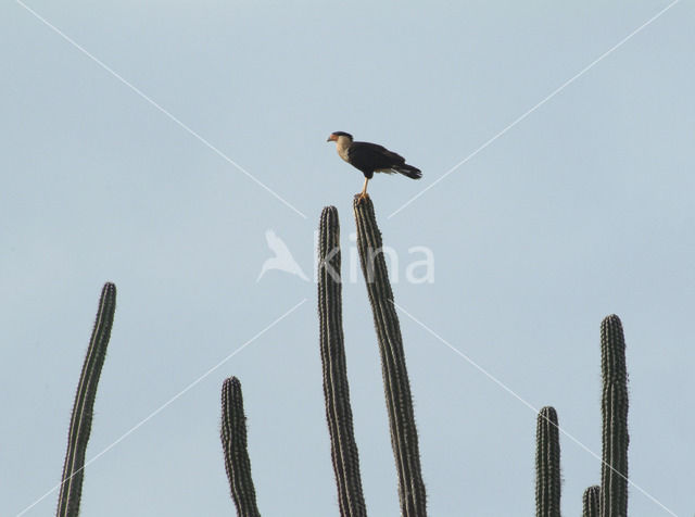 Kuifcaracara (Caracara plancus)