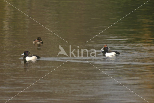 Tufted Duck (Aythya fuligula)