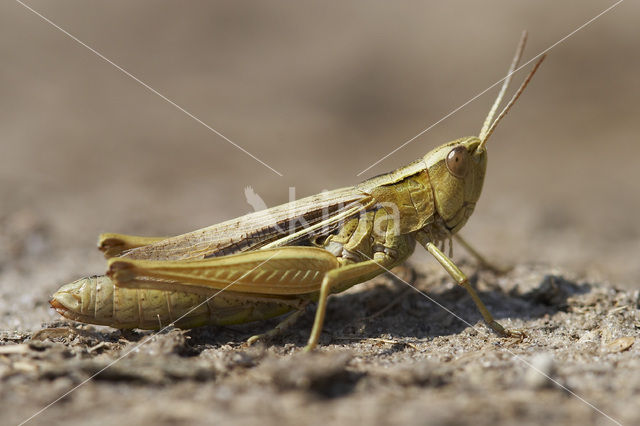Lesser Marsh Grasshopper (Chorthippus albomarginatus)