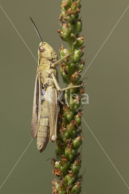 Lesser Marsh Grasshopper (Chorthippus albomarginatus)