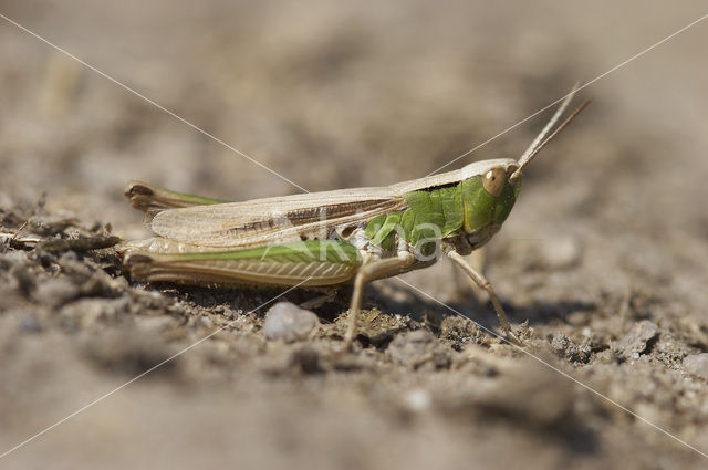 Lesser Marsh Grasshopper (Chorthippus albomarginatus)