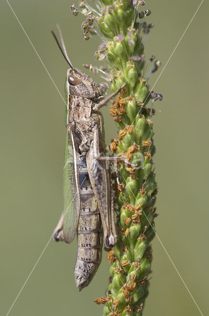 Lesser Marsh Grasshopper (Chorthippus albomarginatus)