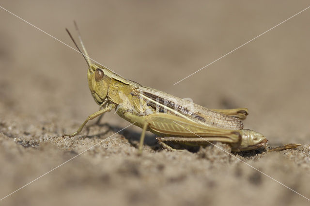 Lesser Marsh Grasshopper (Chorthippus albomarginatus)