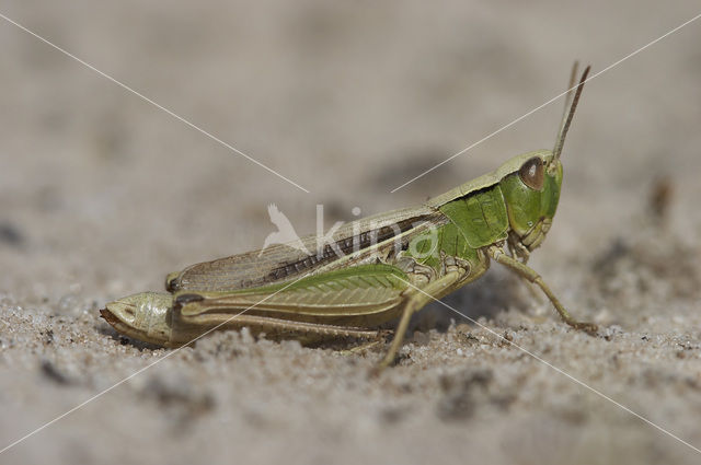 Lesser Marsh Grasshopper (Chorthippus albomarginatus)