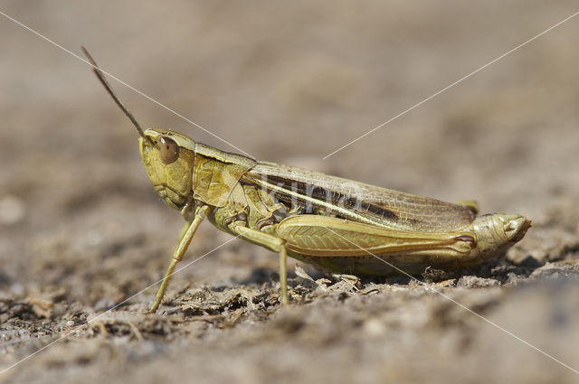 Lesser Marsh Grasshopper (Chorthippus albomarginatus)